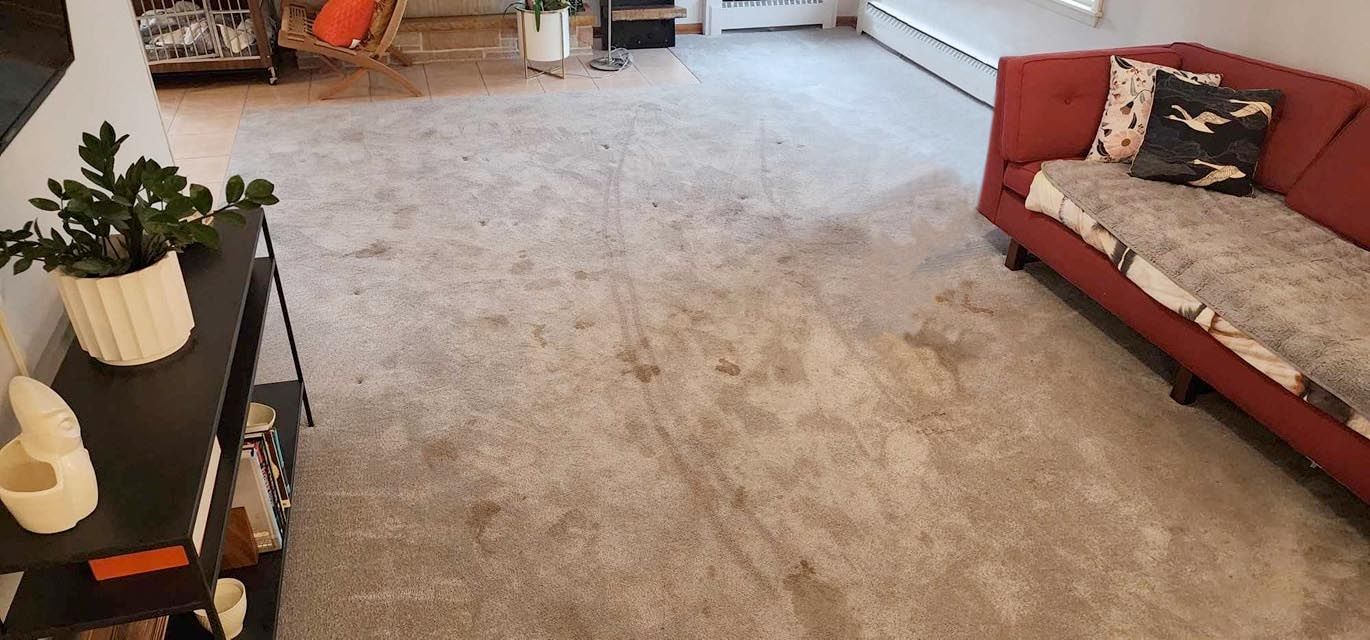 Carpet before cleaning
